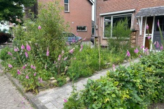 Een wilde tuin, je moet er van houden