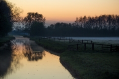 Koeien zonder poten (mist)