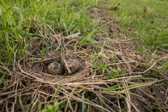 Nog een nest