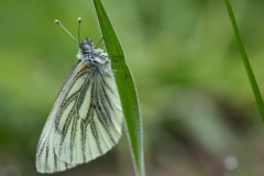 slapend klein geaderd witje (Pieris napi)