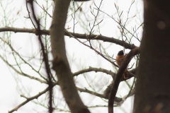 Gekraagde roodstaart (Phoenicurus phoenicurus)