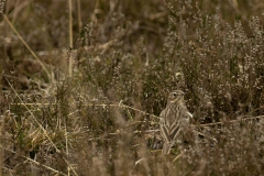 Veldleeuwerik (Alauda arvensis)