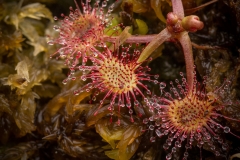 Ronde zonnedauw (Drosera rotundifolia)