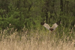 Bruine kiekendief man (Circus aeruginosus)