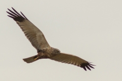 Bruine kiekendief man (Circus aeruginosus)