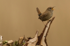 dominant winterkoninkje (Troglodytes troglodytes)