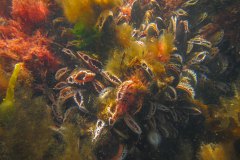 De mossels (Mytilus edulis) deden het goed