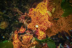 slingerzakpijp (Botrylloides violaceus)