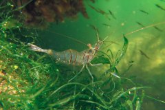 Deze steurgarnaal wilde wel even poseren. Je kunt dwars door hem heen kijken. 