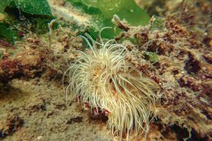 de weduweroos (Cylista undata)
