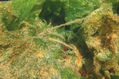 De gewone hooiwagenkrab (Macropodia rostrata) is een meester in camouflage