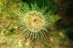 sierlijke slibanemoon (Cylista elegans) denk ik