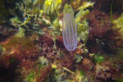 meloenkwalletje (Beroe gracilis)