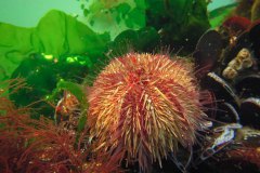 gewone zeeappel (Psammechinus miliaris)