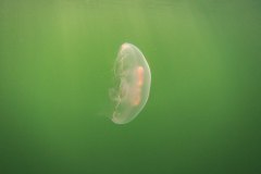 Oorkwal (Aurelia aurita) in het zonnetje