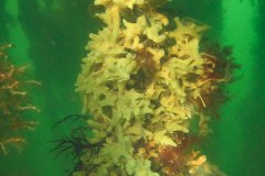 De mosselhangcultuur was op sommige plekken overgroeid met sponzen