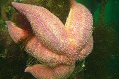 Een enorme gewone zeester (Asterias rubens)