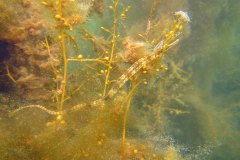 Een kleine zeenaald (Syngnathus rostellatus) familie van het zeepaardje