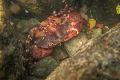 Een blaasjeskrab (Hemigrapsus sanguineus), een voor mij nieuwe exoot