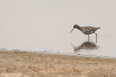 De zwarte ruiter (Tringa erythropus) 