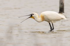 een vissende lepelaar (Platalea leucorodia)
