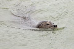 gewone zeehond (Phoca vitulina) 