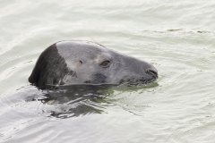 grijze zeehond (Halichoerus grypus)