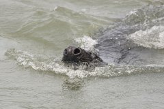 grijze zeehond (Halichoerus grypus) bij de Brouwersdam