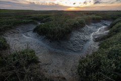 De  schorren van Sint-Annaland