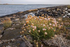 Engels gras (Armeria maritima)
