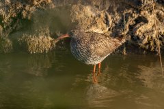 De tureluur of tjerk (Tringa totanus) 