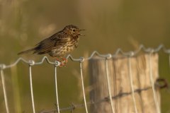 Deze graspieper (Anthus pratensis) zong een aardig deuntje