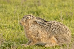 Deze haas zat lekker net buiten Zierikzee op het zeekraal