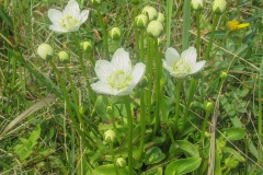 De vrij zeldzame Parnassia bloeide op de plek waar ik het water in ging.