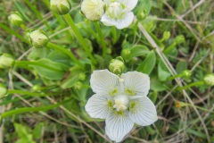 Parnassia palustris var. condensata, oftewel de kustvariant.