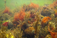 onderwaterlandschap