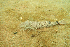 Gewone garnaal (Crangon crangon). Bij verstoring schiet de garnaal vaak een stukje achteruit, waarna het dier zich bliksemsnel ingraaft.