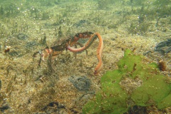 krab met een zager (Alitta virens)