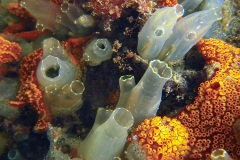 Doorschijnende zakpijpen (Ciona intestinalis)