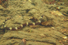 Grote zeenaald (Syngnathus acus), familie van het zeepaardje.