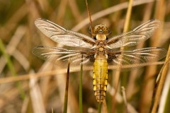 Zo fascinerend om een platbuik libel van dichtbij te bekijken. Deze liet zich goed observeren.