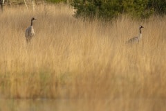 Deze twee kraanvogels zagen we druk bezig bij een ven. Ze bleken er een nest te bouwen. Via-via konden we een natuurbeheerder op de hoogte brengen van dit nest.