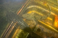 rivierdonderpad (Cottus perifretum) bij onze steiger