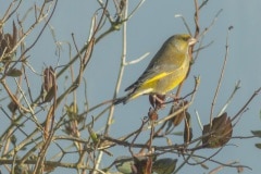 Groenling in de achtertuin