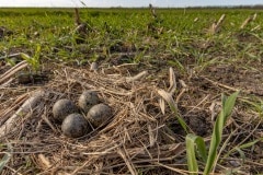 De meeste nesten bevatten 4 eieren