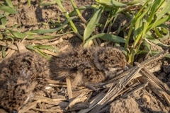 Mooi pluizenballetje