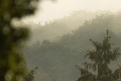 Het Ardense tropisch regenwoud