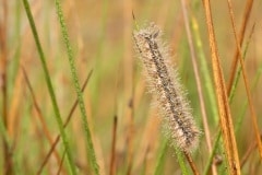 Rups van rietvink met dauwdruppels