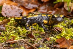 Vuursalamander (Salamandra salamandra)