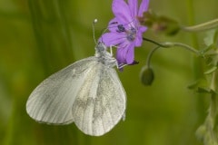 boswitje (Leptidea sinapis)